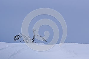 Snow covered lonely pine tree on mountain Demerdzhi after blizzard in spring. Crimea