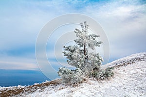 Snow covered lonely spruce fir tree on top of a mountain against a blue sky, christmas background