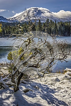 Snow Covered Manzanita Tree, Manzanita Lake, Lassen Peak, Lassen Volcanic National Park