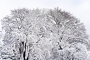 Snow covered maple trees