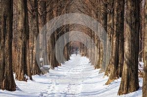 Snow covered metasequoia road photo