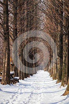 Snow covered metasequoia road photo