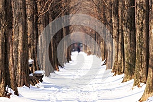 Snow covered metasequoia road photo