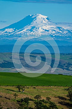 Snow-covered Mount Adams rising above Oregon wheat fields
