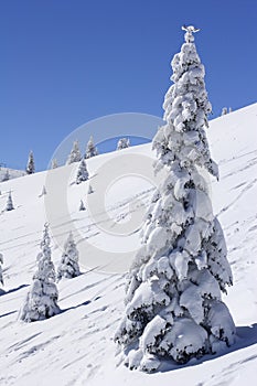 Snow covered mountain and fir trees