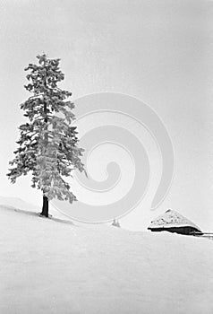 Snow Covered Mountain Tree