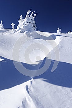 Snow covered mountain and trees