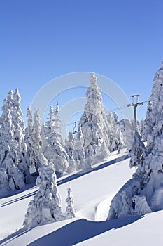 Snow covered mountain and trees