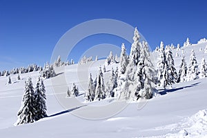 Sneh pokrytý hora a stromy 