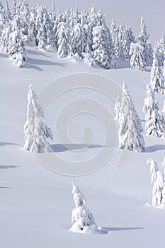 Snow covered mountain and trees