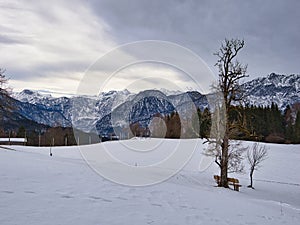 Snow-covered mountains adorned with a solitary tree in the region of Hallstatt Dachstein