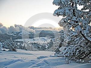 Snow covered mountains with hills covered fir-tree forest. Winter mountains landscape