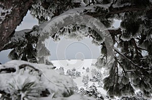 Snow-covered mountainside through fir branches covered in snow on a gloomy winter day