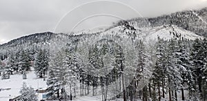 Snow covered mountainside in tahoe snow covered trees