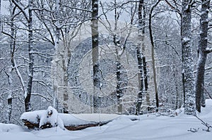 Snow covered natural forest in winter