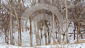 Snow Covered North Texas Wooded Area