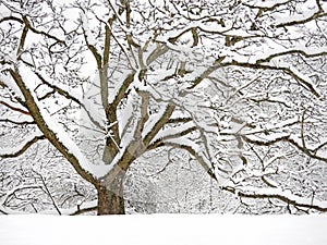 Snow covered nut tree after nor\'easter snowstorm