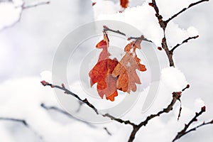 A snow-covered oak branch with dry leaves, a beautiful winter in the forest