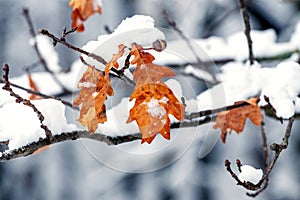 A snow-covered oak branch with dry leaves, a beautiful winter in the forest