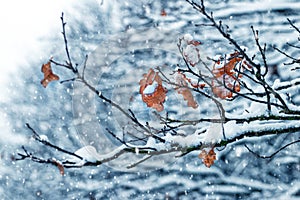 Snow-covered oak branch with dry leaves in the forest in winter during snowfall