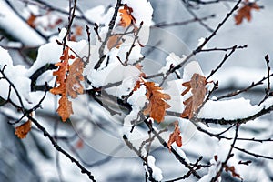 Snow-covered oak branches with dry leaves in a winter forest