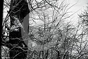 Snow-covered oak in the January forest