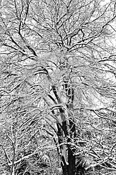 Snow covered oak tree