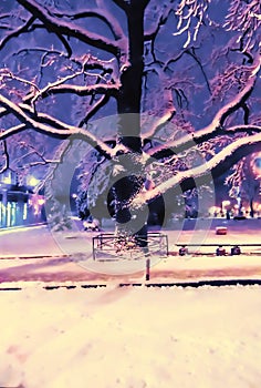 snow-covered oak tree on an evening city alley, cityscape