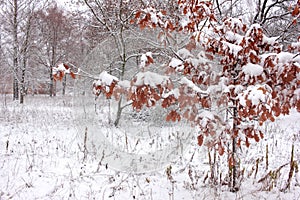 Snow covered oak tree with leaves in the winter park