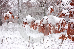 Snow covered oak tree with leaves in the winter park