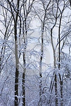 Snow covered oak trees under cloudy sky, New England, US