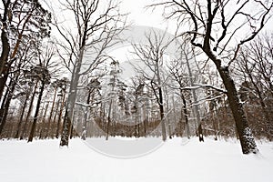 Snow covered oaks and pine trees on edge of forest