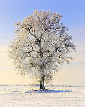 Snow covered old oak tree