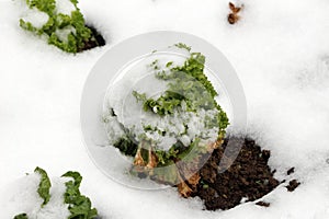 Snow covered organic fresh densely layered light green Lettuce or Lactuca sativa annual plant planted in local urban home garden