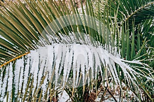 Snow-covered palm tree. Palm covered with snow. Winter on the co