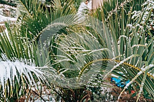 Snow-covered palm tree. Palm covered with snow. Winter on the co