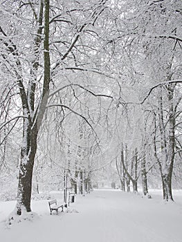 Snow-covered park bench near a tree, winter landscape. Snowfall