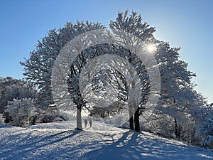 Snow covered park with dense trees