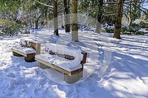 Snow-covered park with green trees and bushes, wooden benches