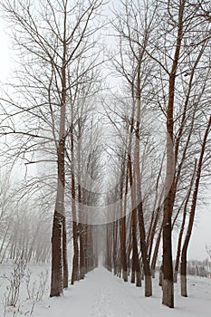 Snow Covered Path