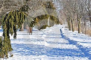 Snow Covered Path Through Arboretum