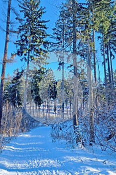 Snow Covered Path in Forest