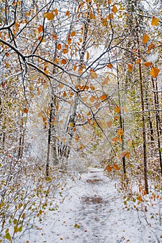 Snow covered path in forest in early winter