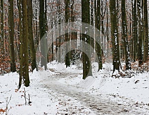 Snow Covered Path Through Frithwoods Near Stroud, England.