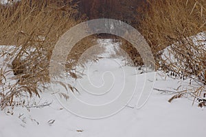 Snow-covered path in the middle of reeds near the lake