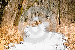 Snow Covered Path Through Nature Preserve