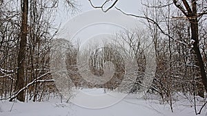 Snow covered path throug a bare winter forest with trees and shrubs