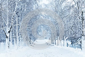 A snow-covered path among tree branches in a winter park. An atmospheric winter landscape with snow-covered trees