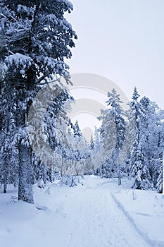 Snow covered path in the winter forest in the evening