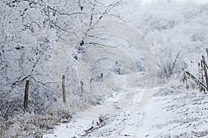 Snow covered path in winter forest